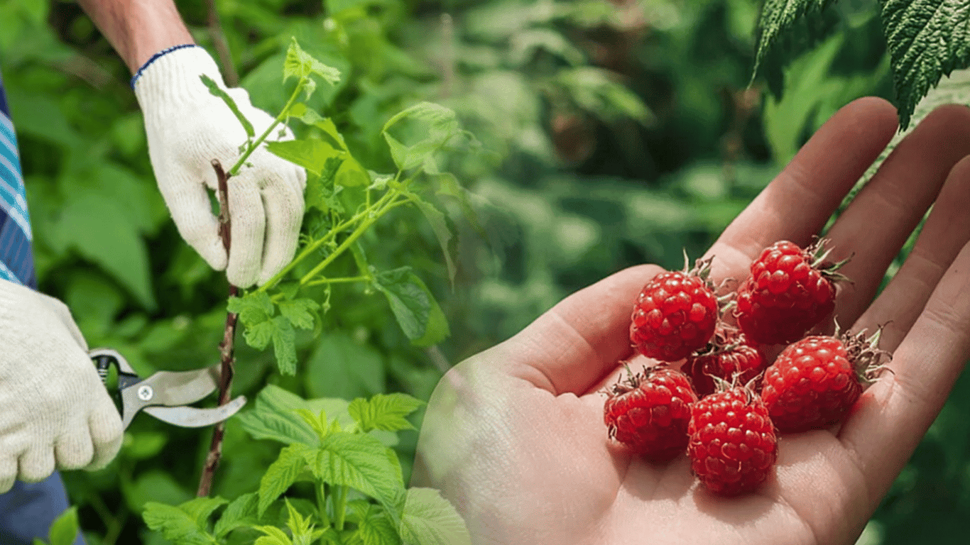 Under no circumstances should you prune raspberries like this, or there will be no harvest